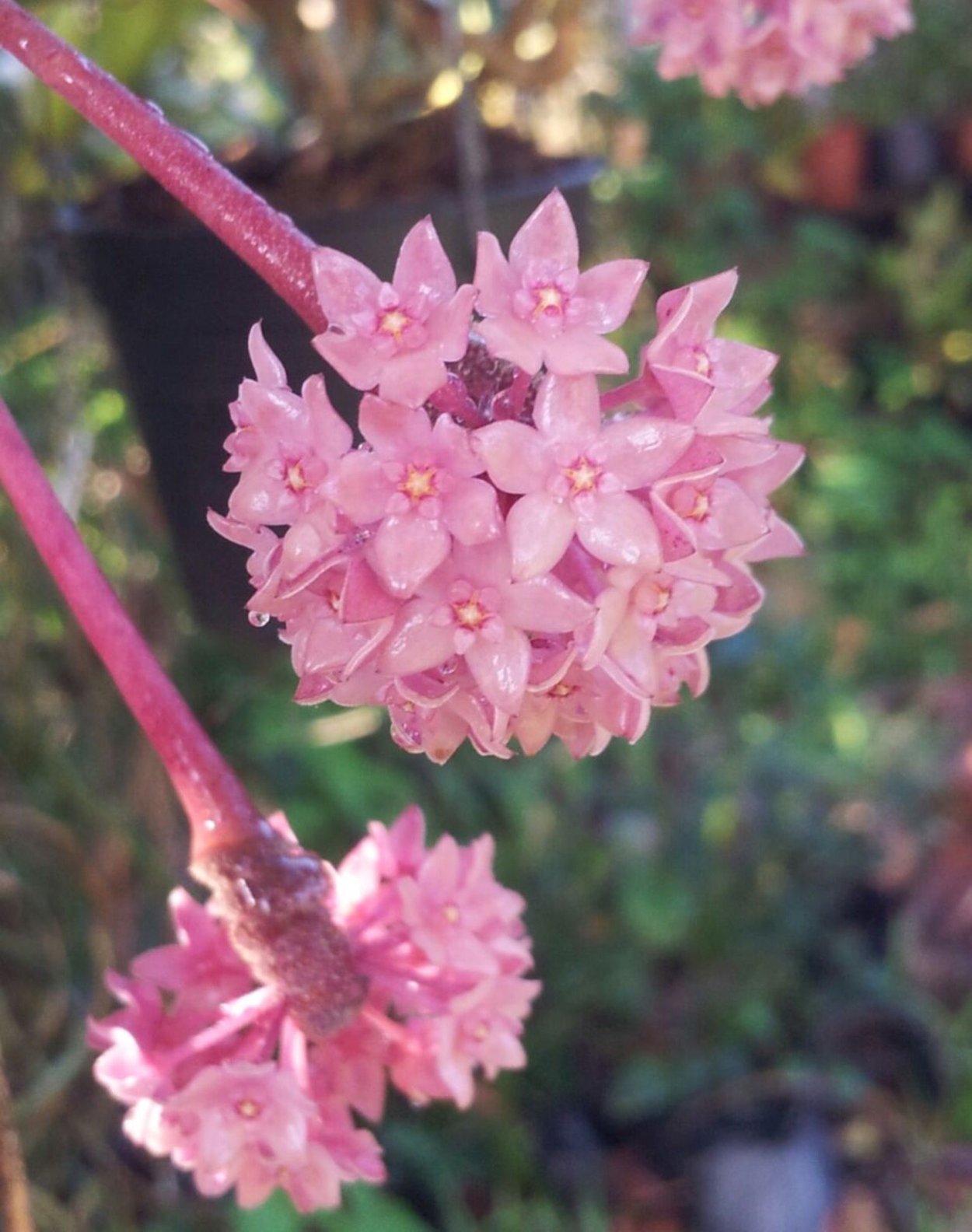 Хойя пателла