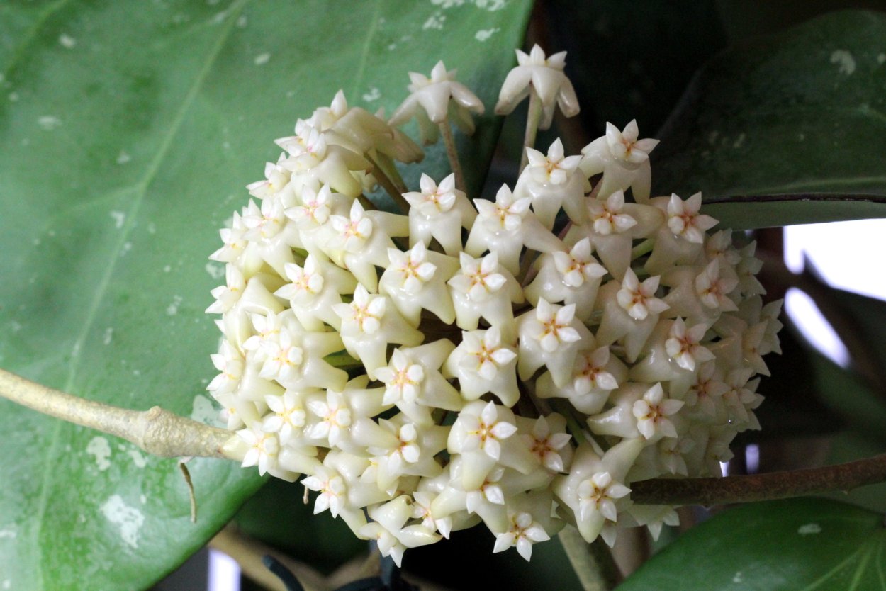 Хойя Hoya latifolia