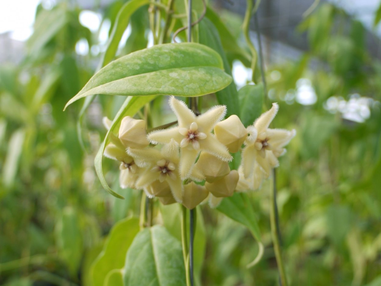 Фри дела Хойя 2 сезон