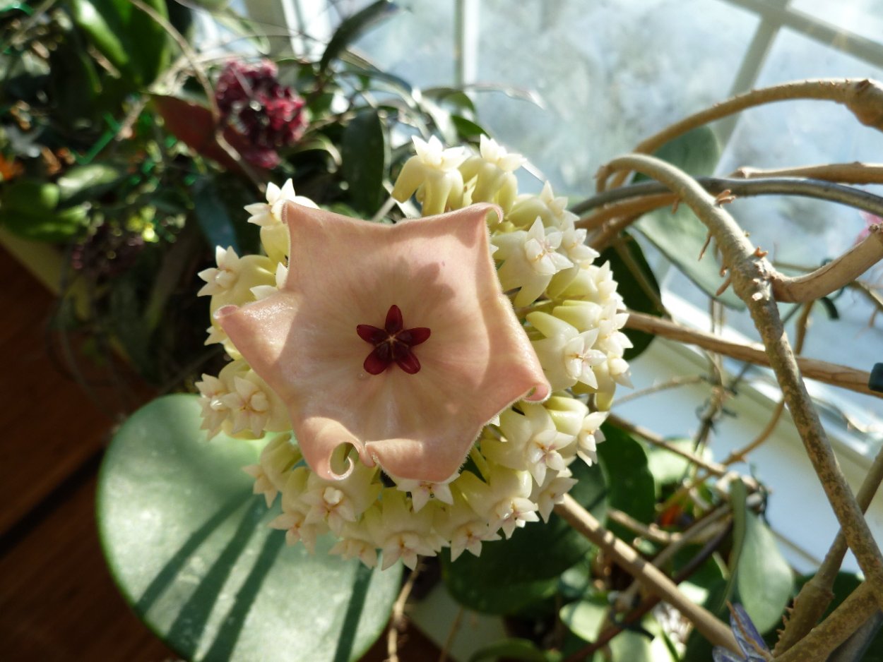 Хойя Латифолия цветение