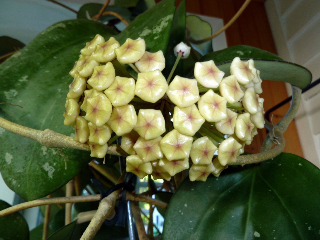 Хойя Латифолия Вариегата