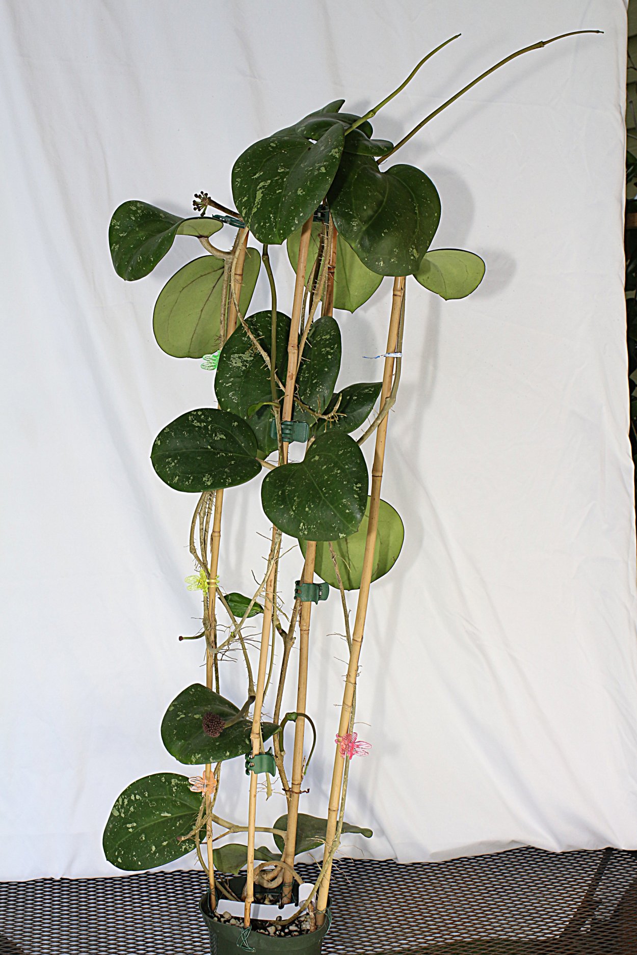 Хойя Hoya latifolia