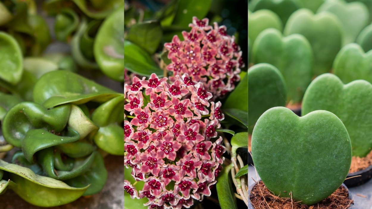 Хойя многоцветковая мультифлора