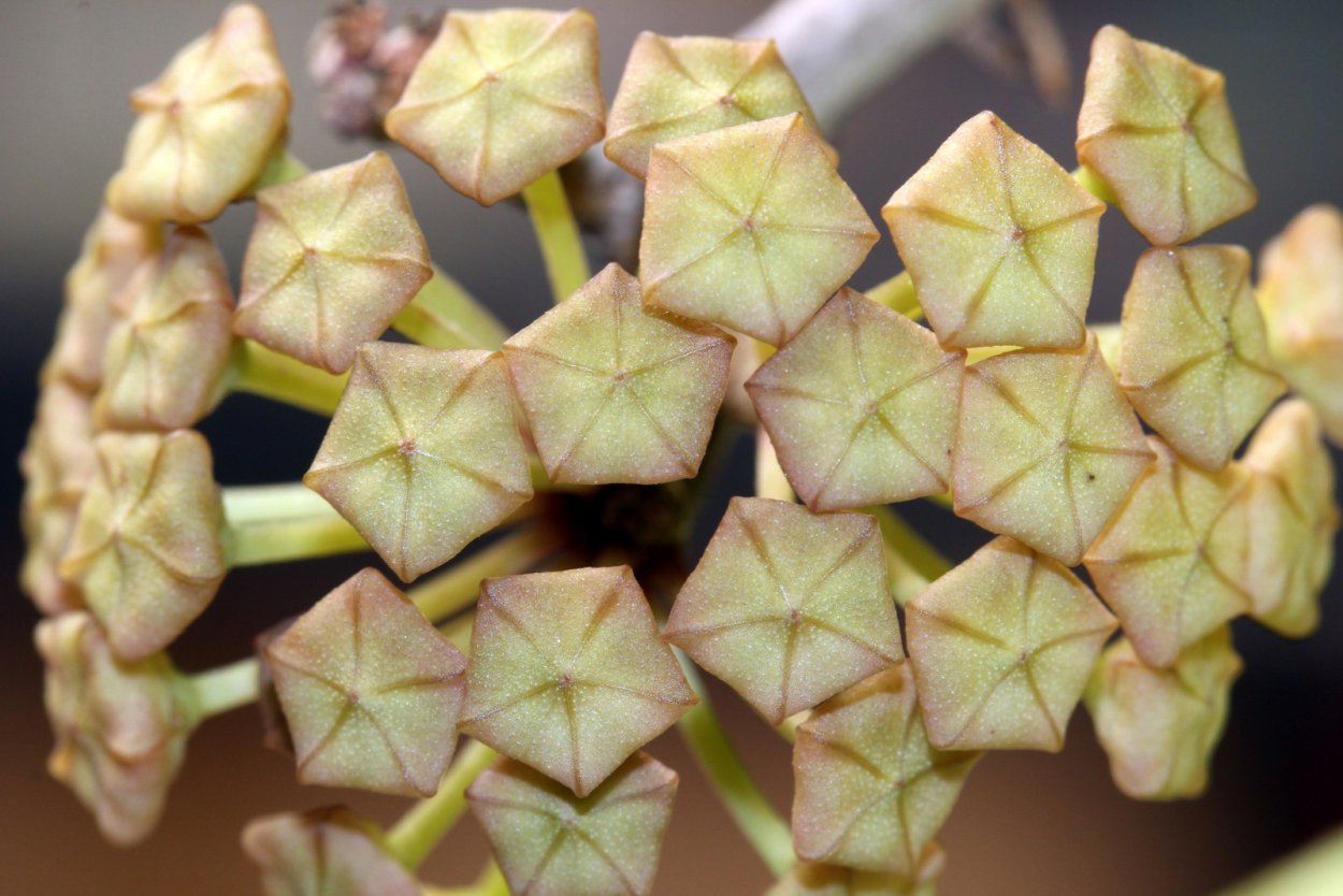 Мужегон Хойя