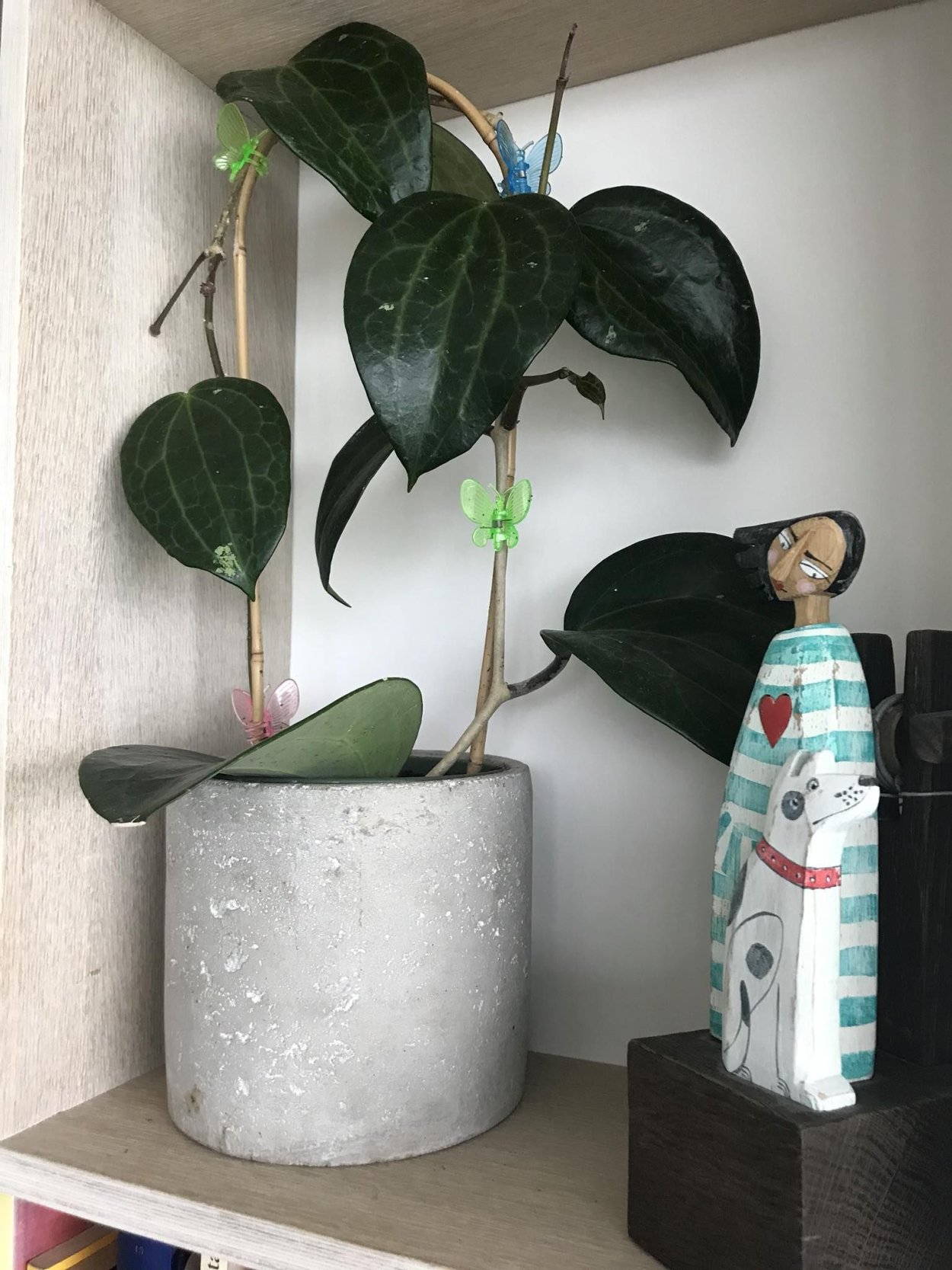 Хойя макрофилла Blume