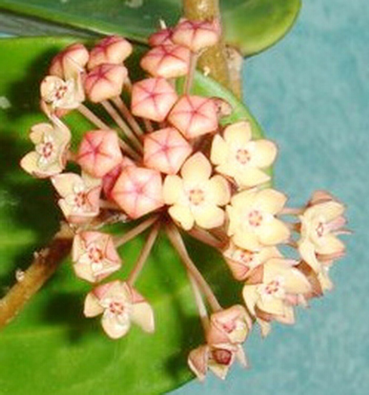 Хойя Крониана Сплеш