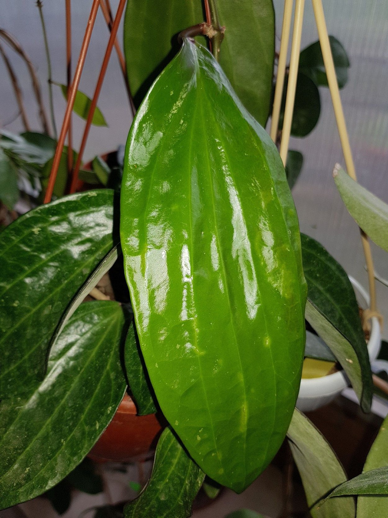 Хойя плантс