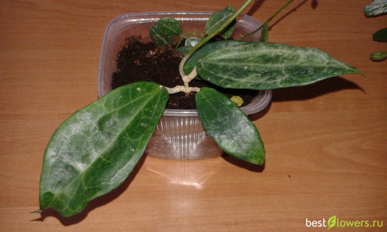 Хойя Империалис Пинк