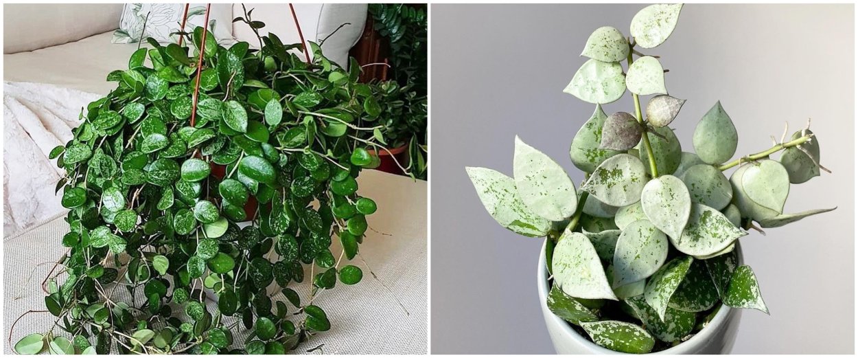 Хойя juannguoiana