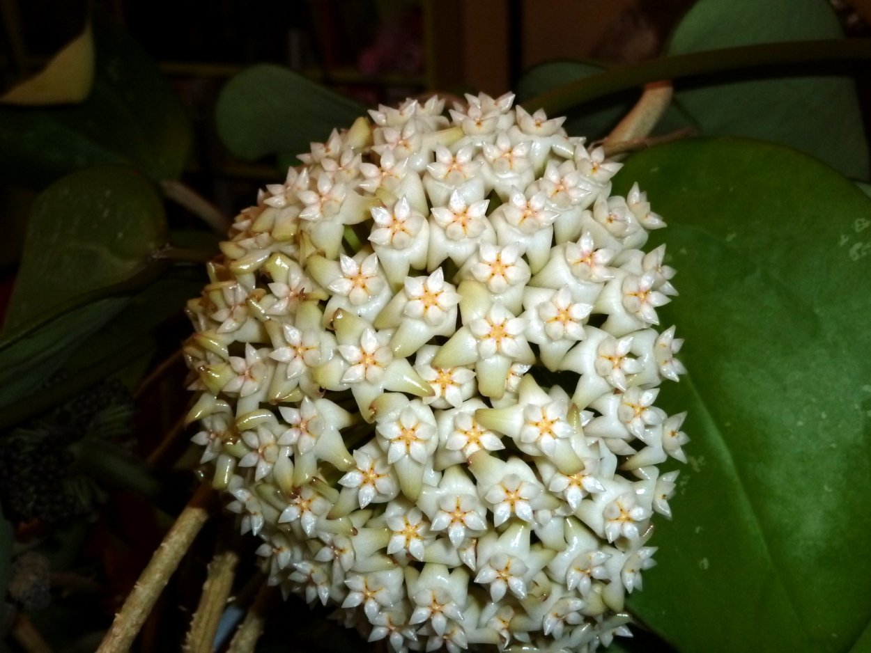 Hoya latifolia