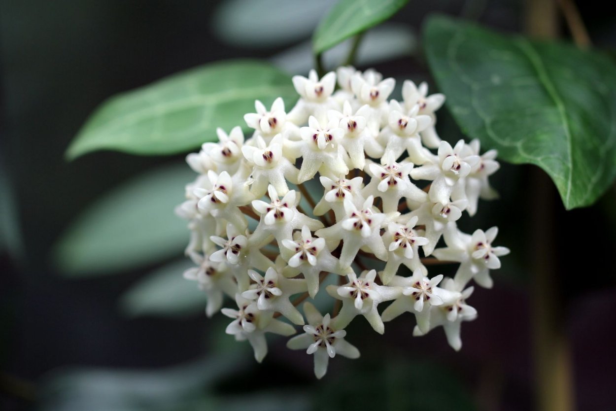 Хойя холлиана