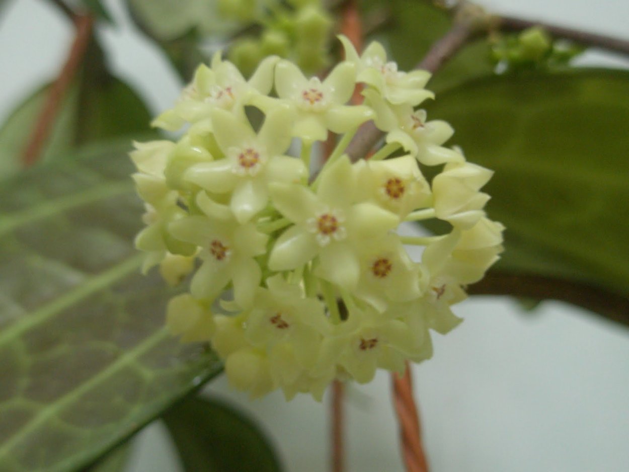 Латифолия Ширли Хойя