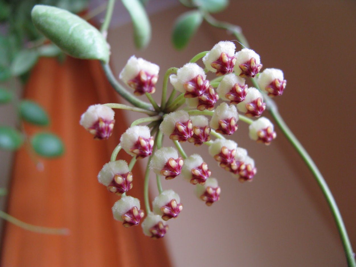 Хойя Альбомаргината