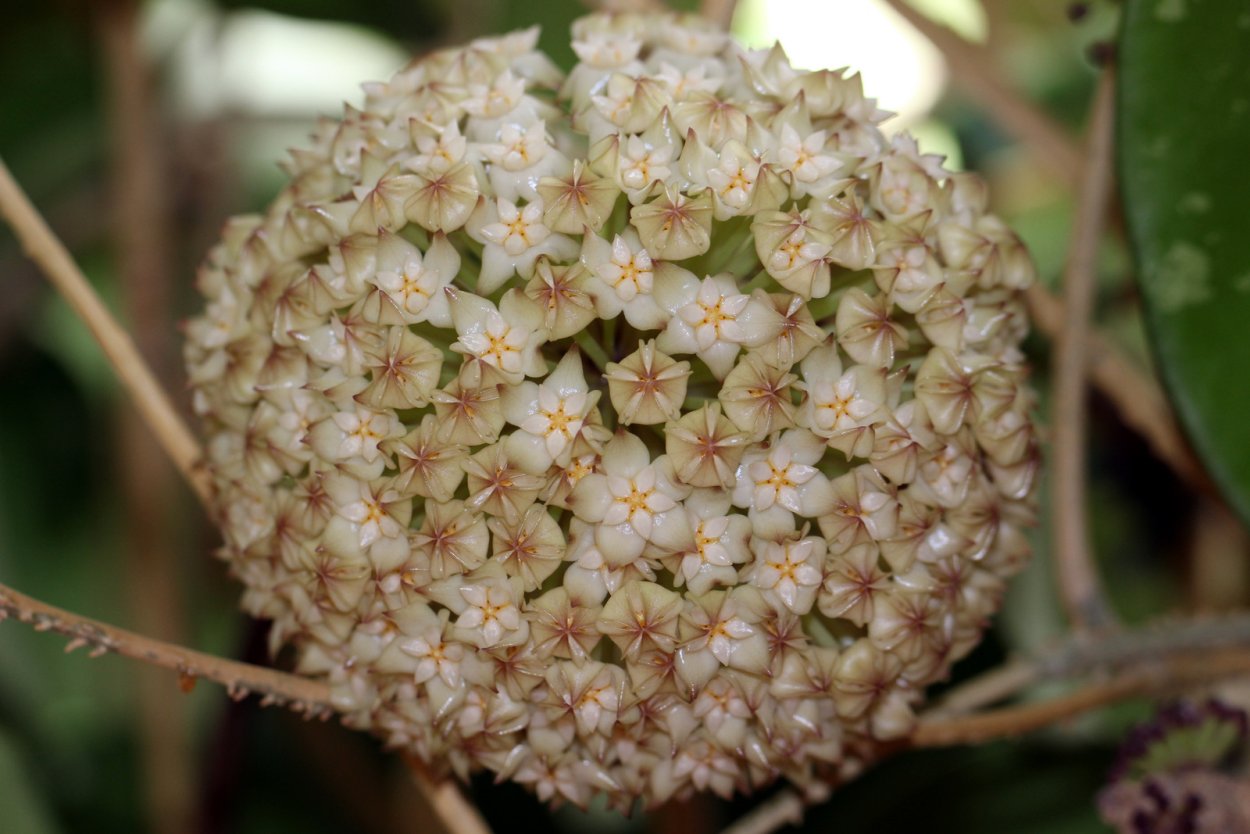 Хойя latifolia