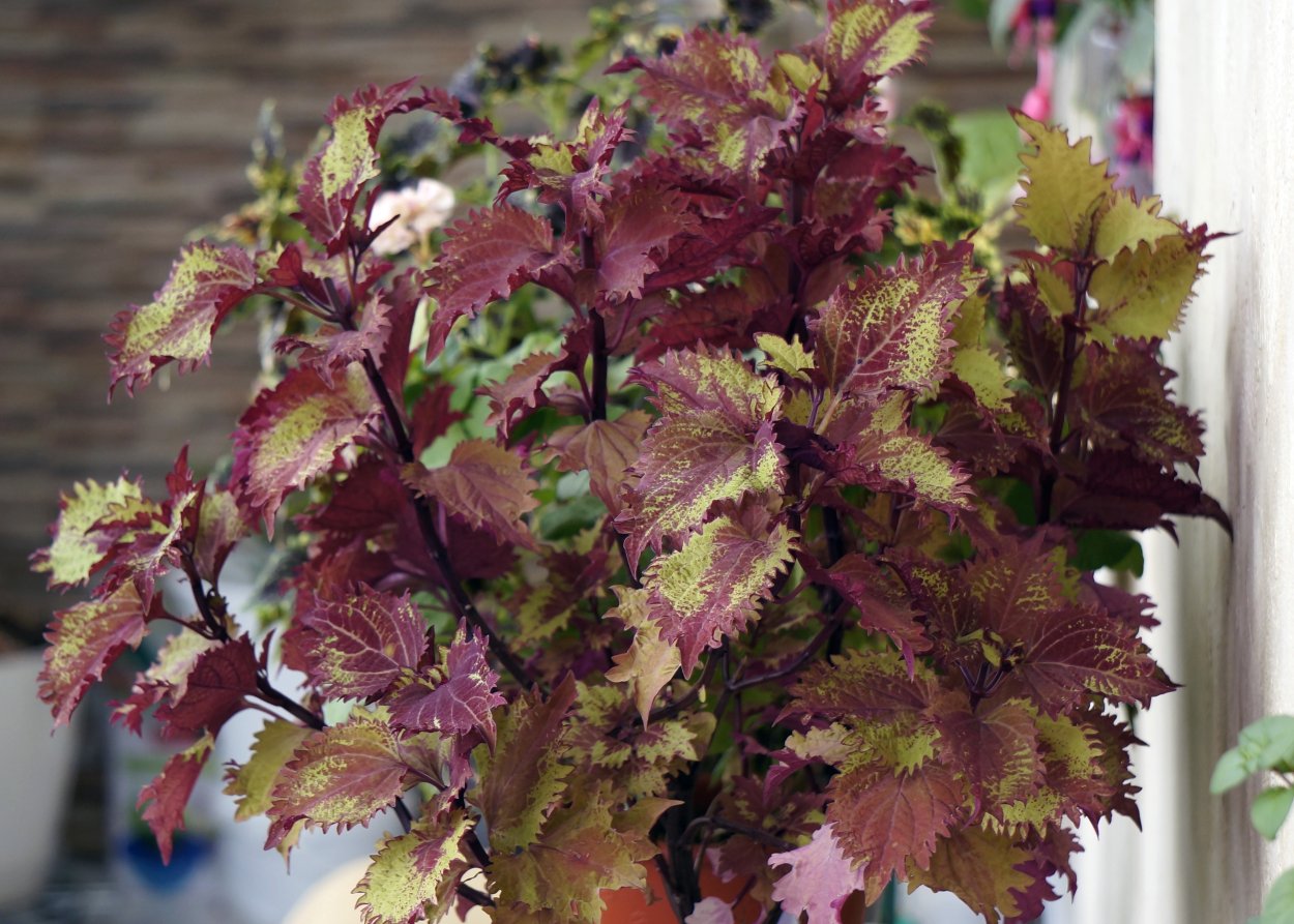 Колеус Эль Брайтон