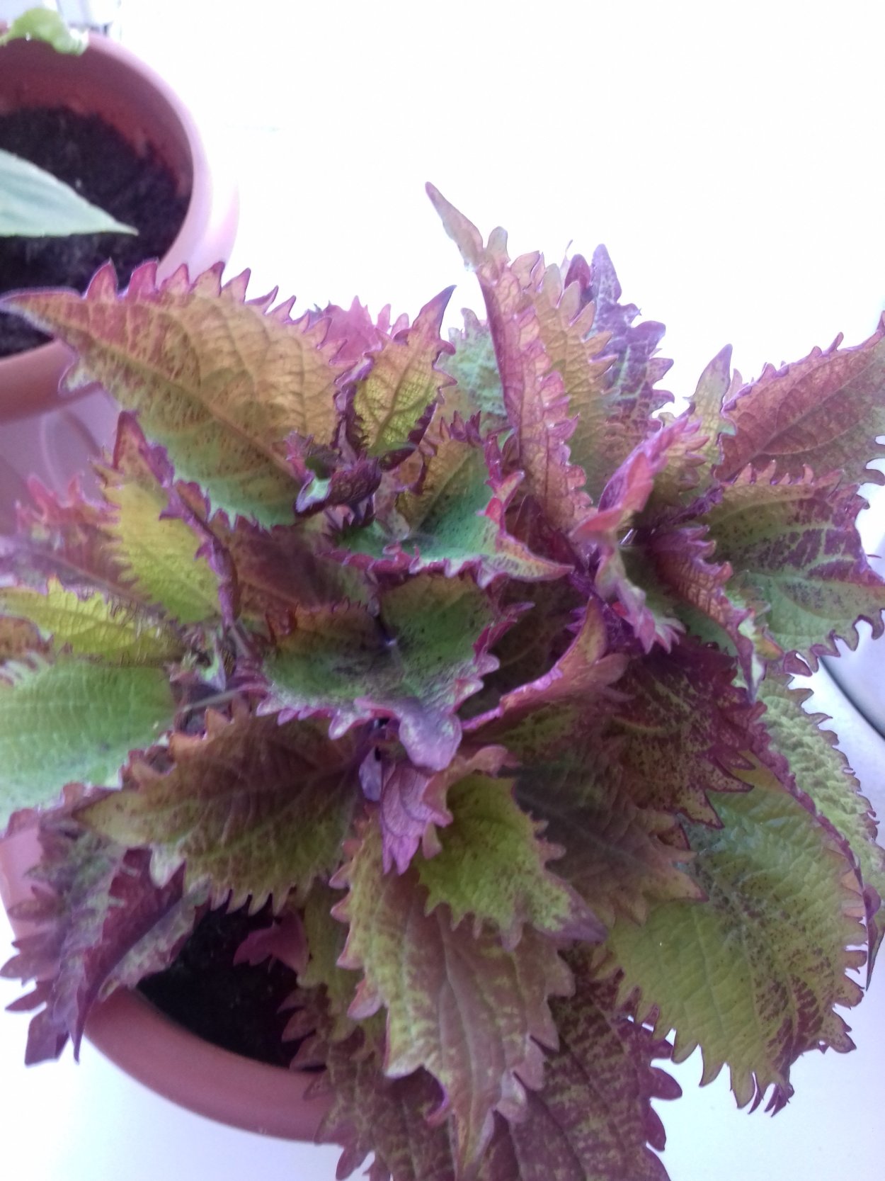 Колеус Визард Роуз