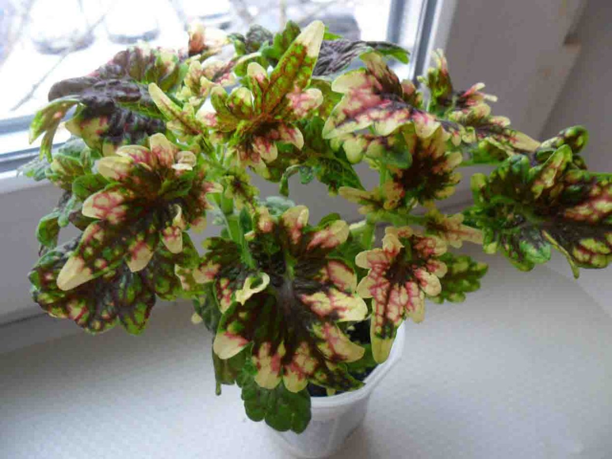 Колеус Paisley Shawl