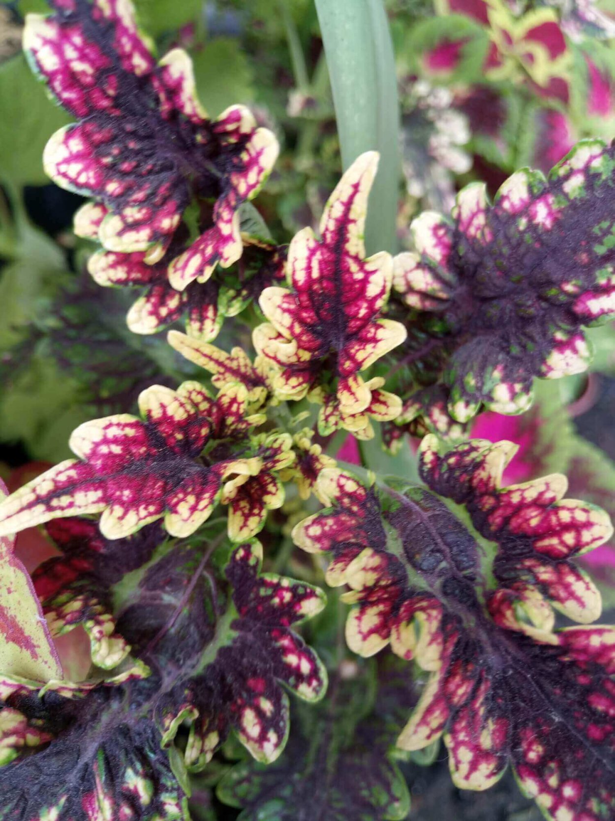 Колеус Marooned