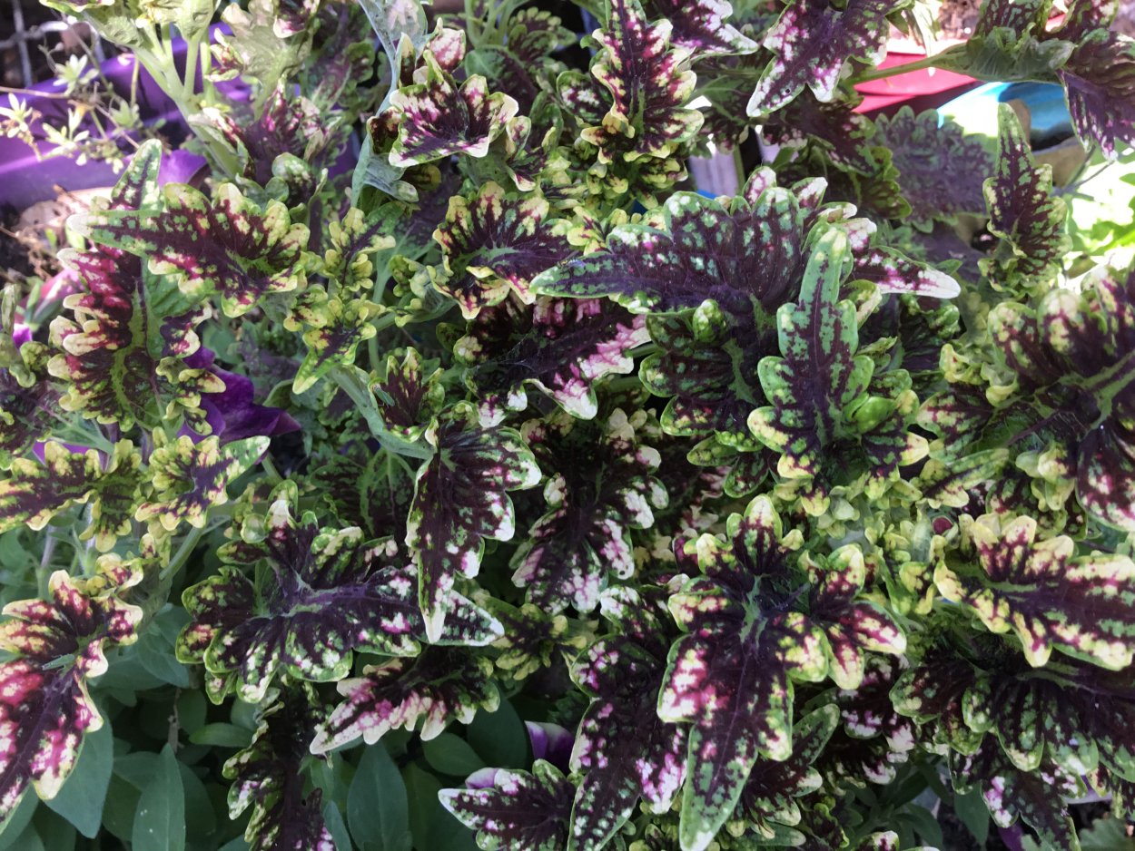 Колеус Гильда