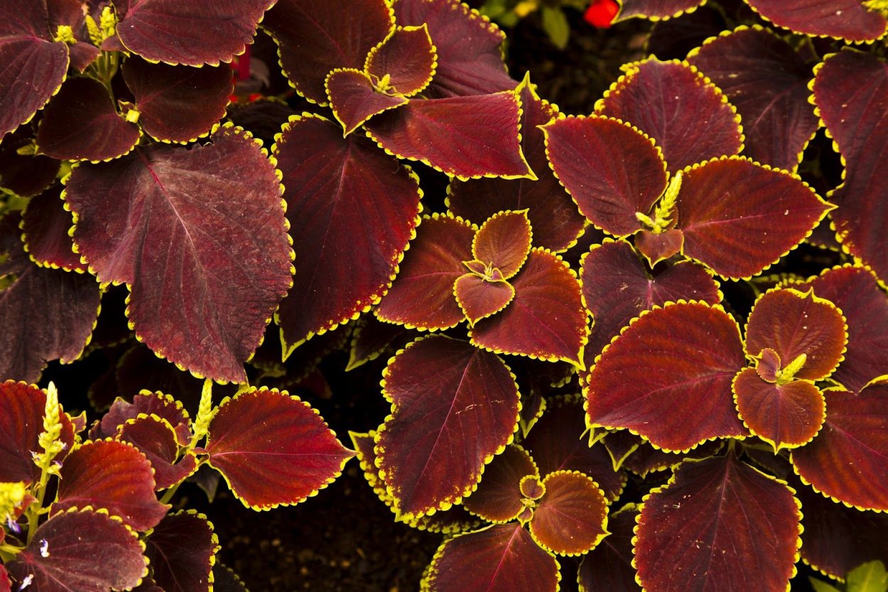 Колеус Struning