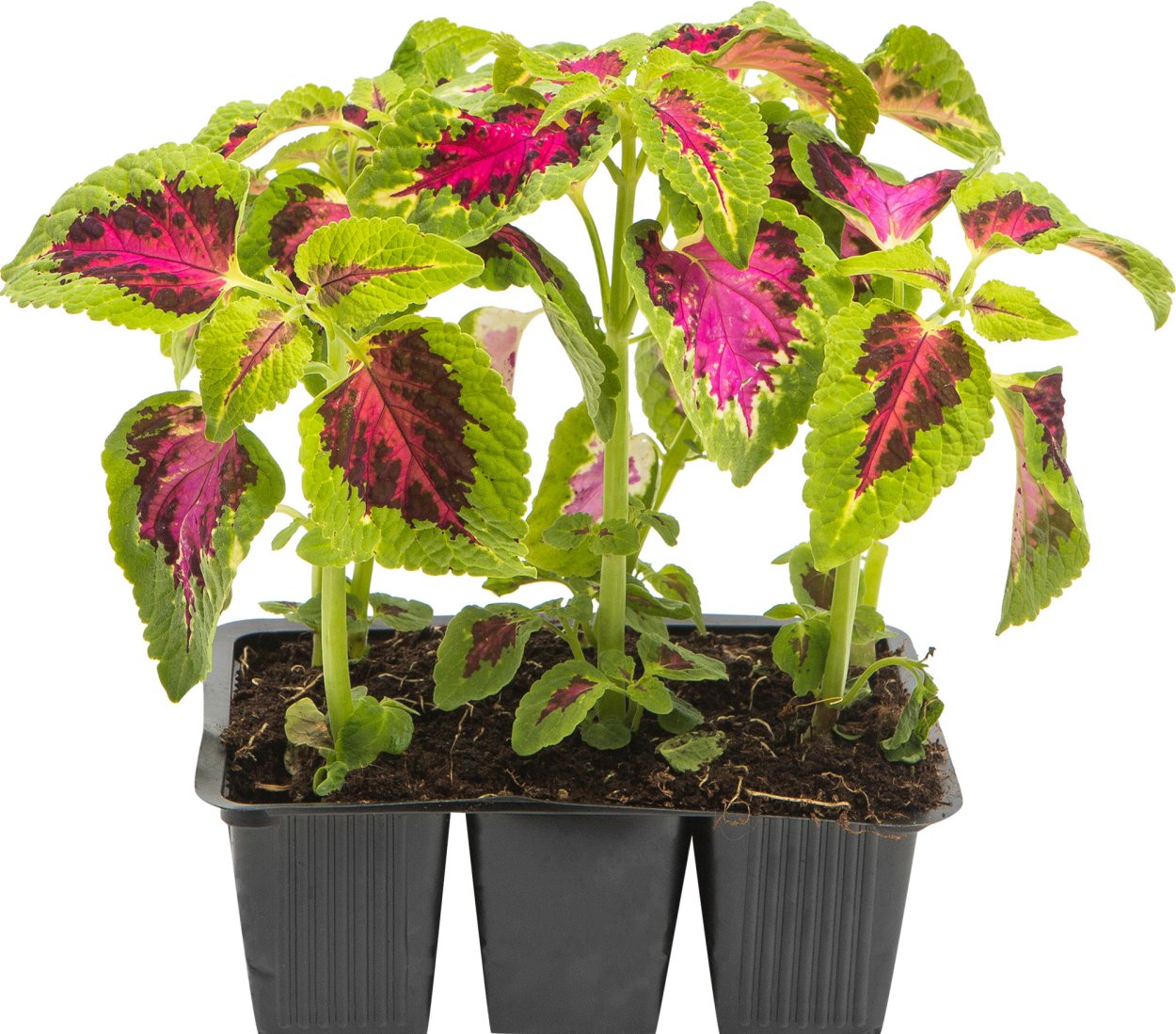 Колеус Блюма