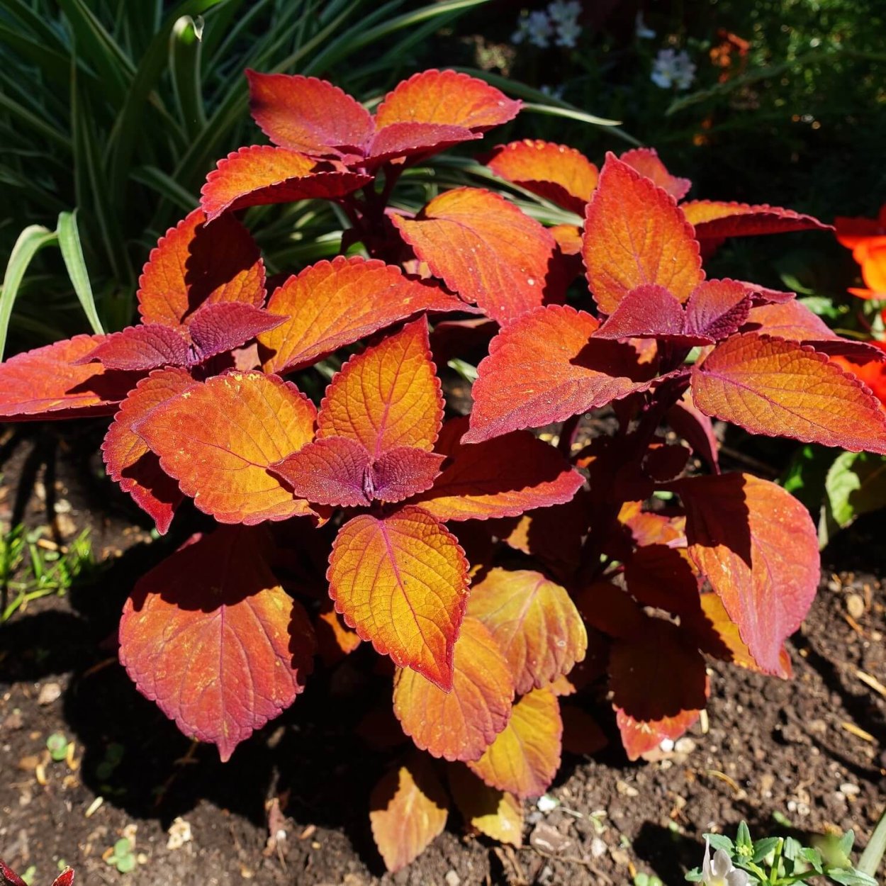 Колеус Coleus Juliet Quartermain