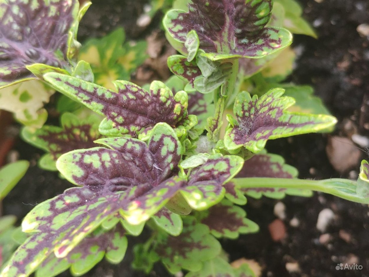 Колеус Блюме Файвей