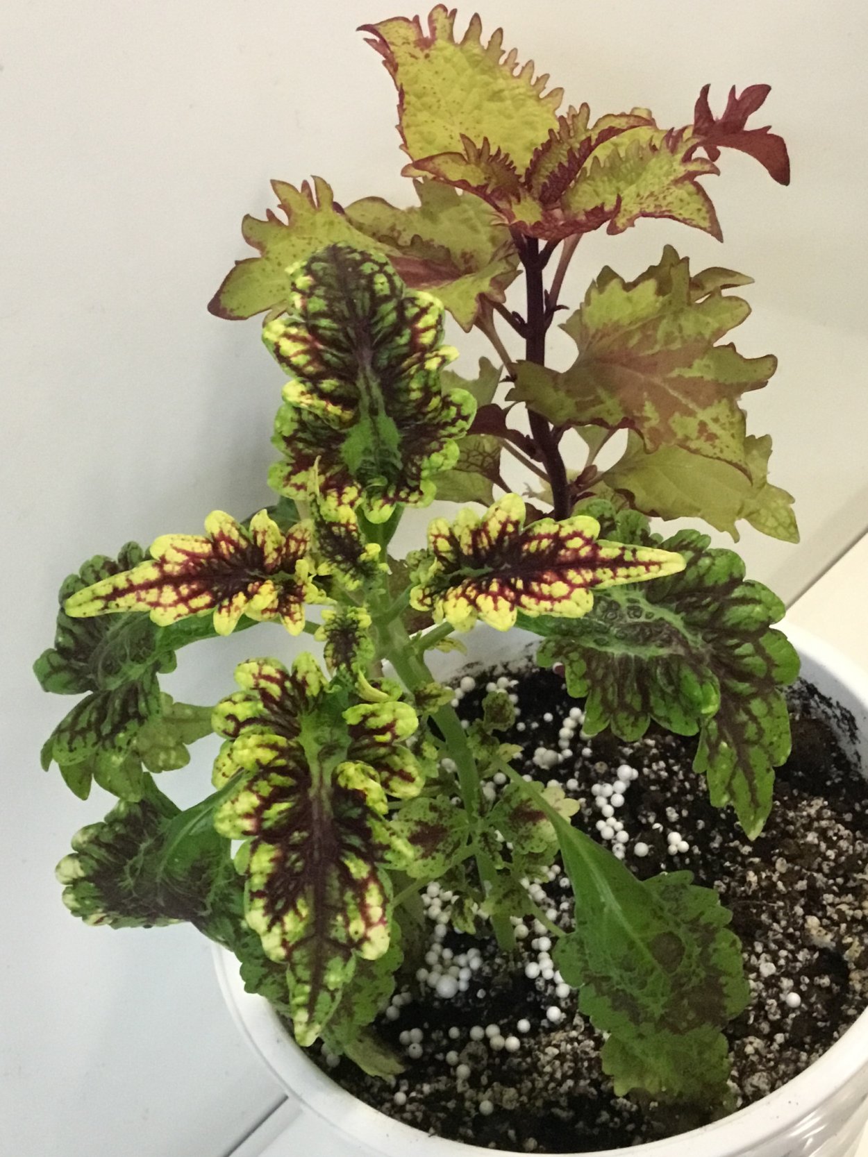 Колеус Каракас цветок