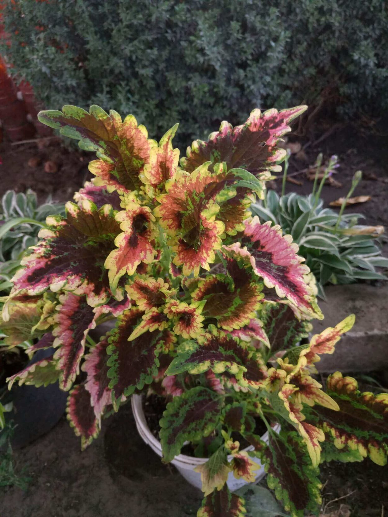 Колеус Визард Скарлет