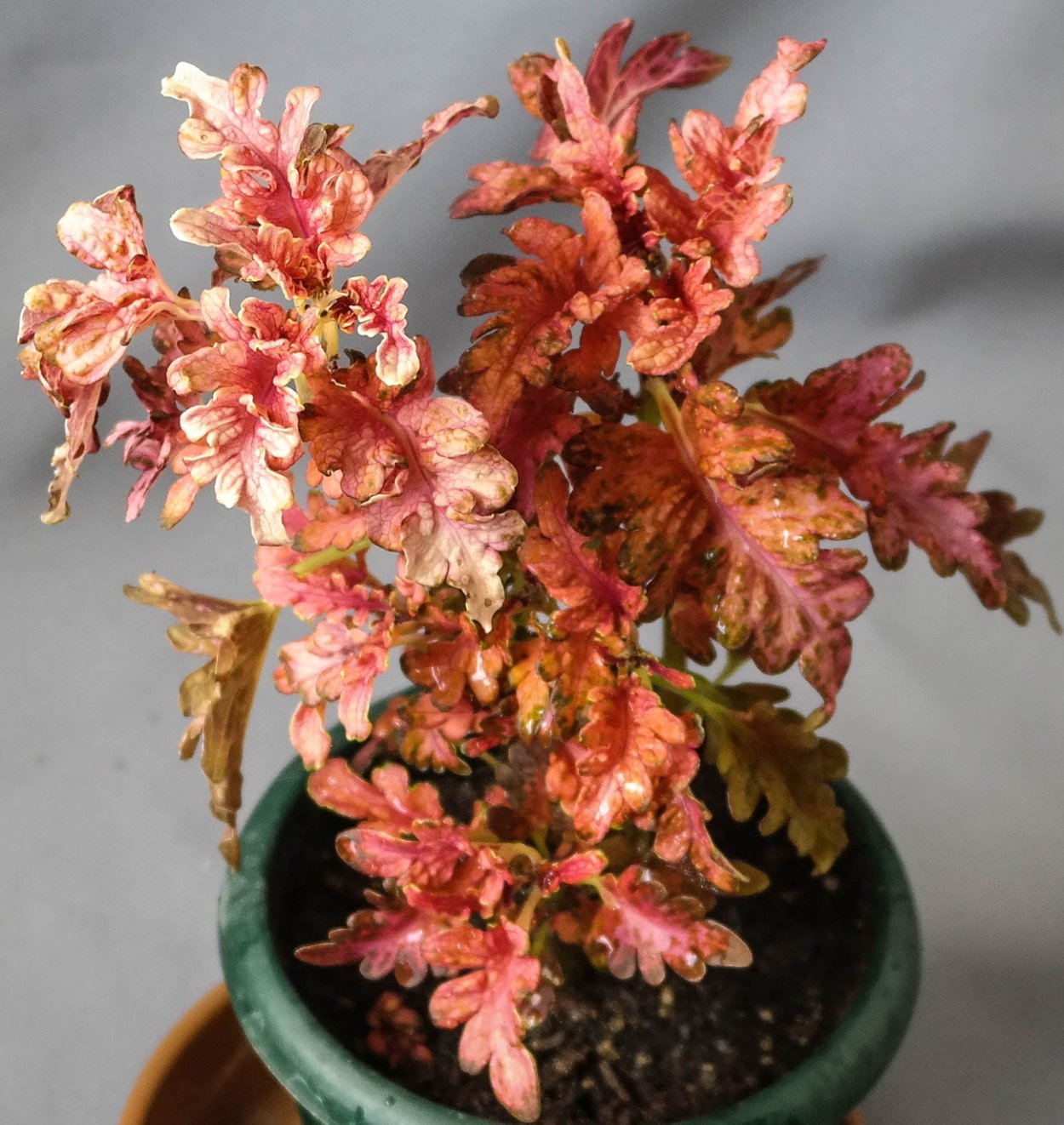 Coleus Canina цветок