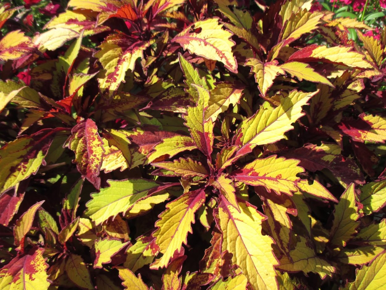 Колеус Red Croton