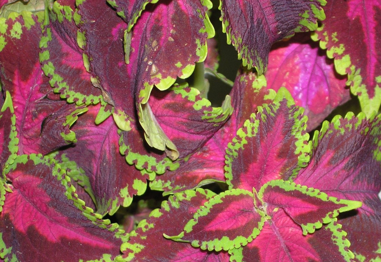 Колеус Applemint