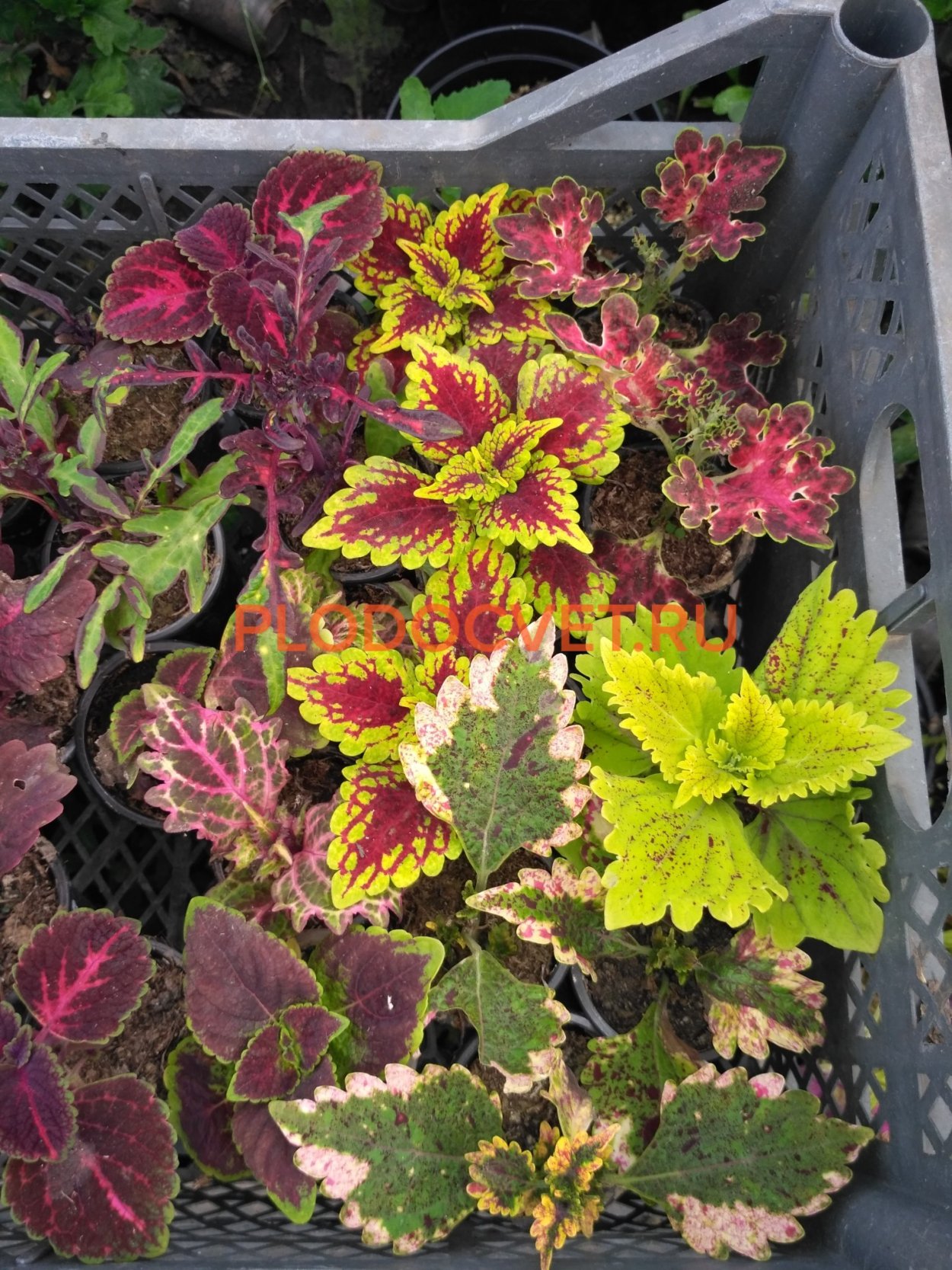 Колеус Catrine