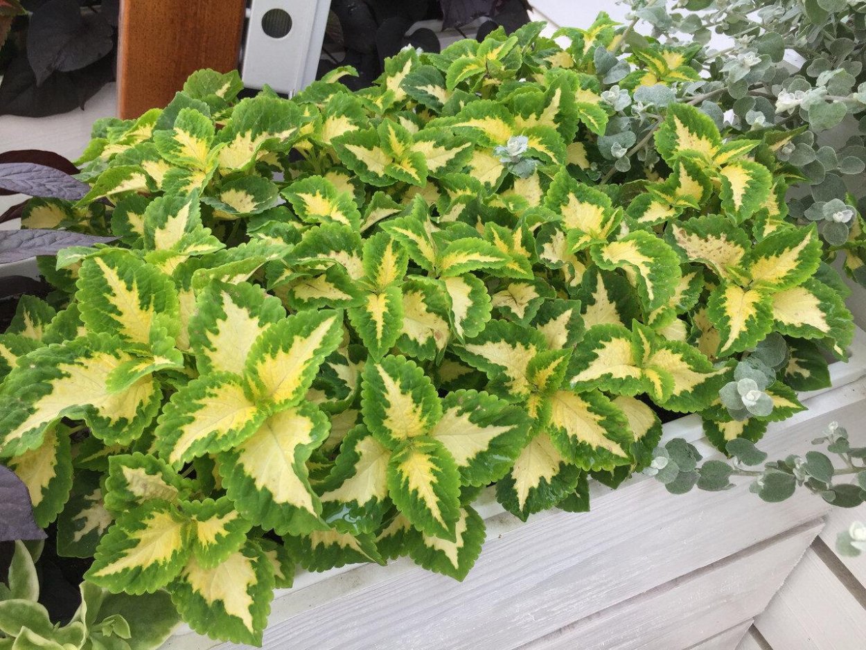 Колеус Coleus Juliet Quartermain