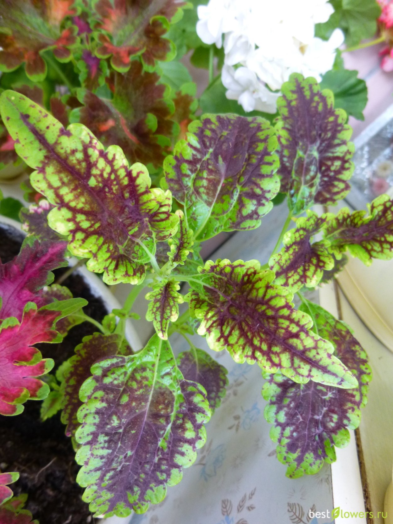 Колеус Tabasco