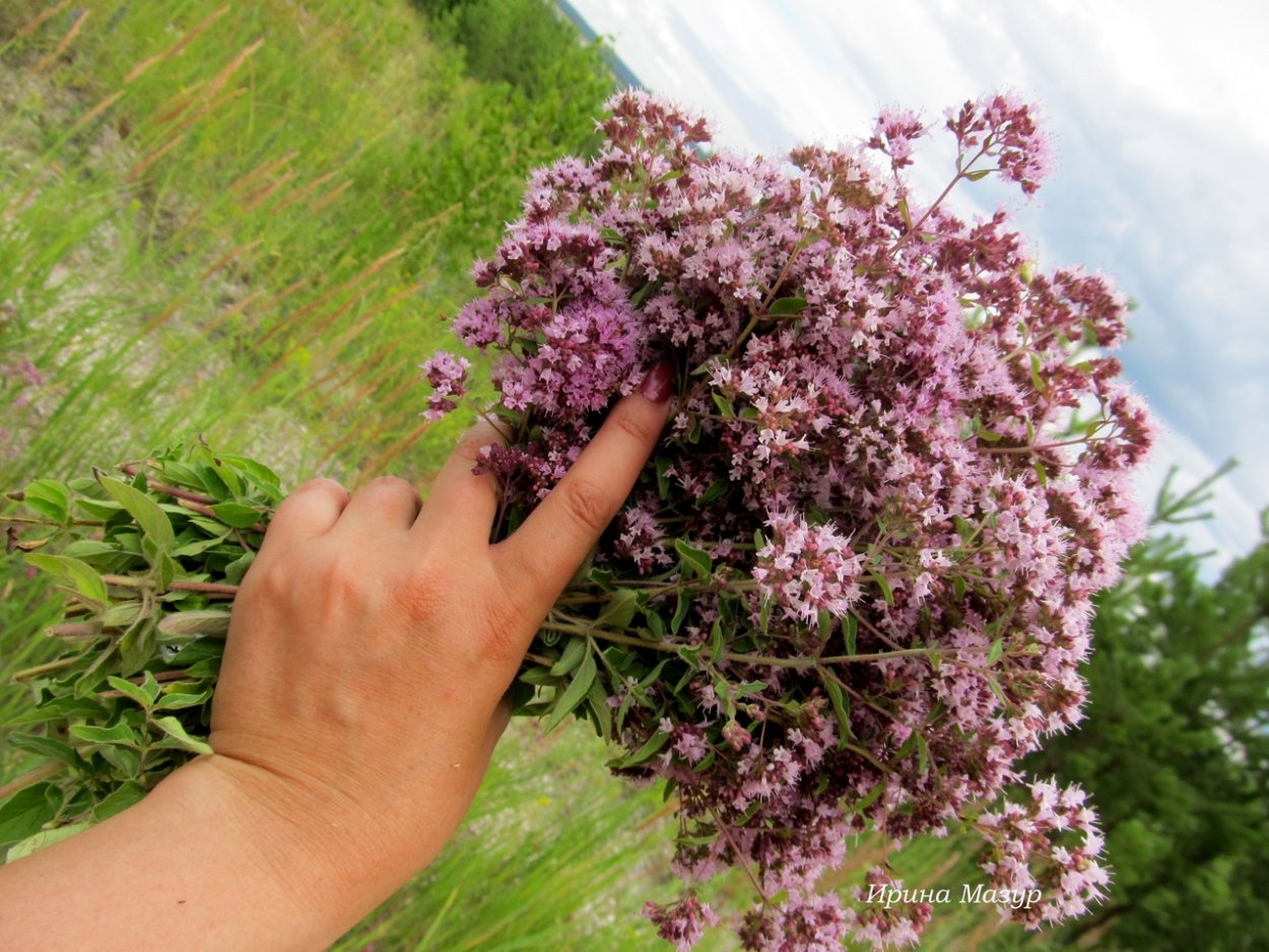 Тимьян ползучий куст