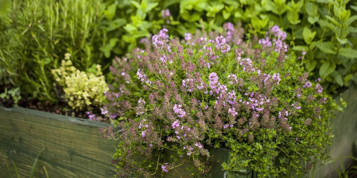 Тимьян чабрец и душица