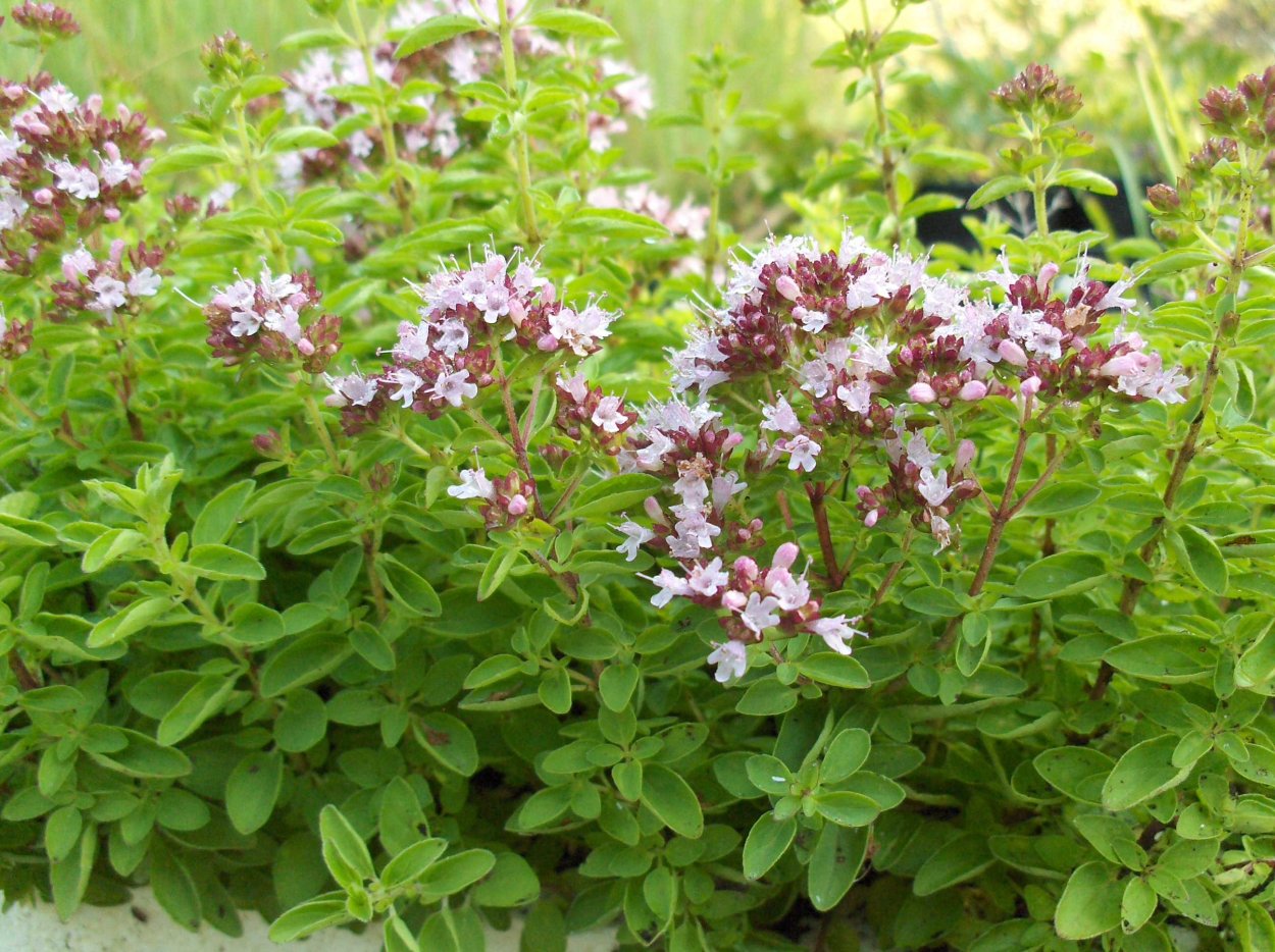 Тимьян (Thymus)