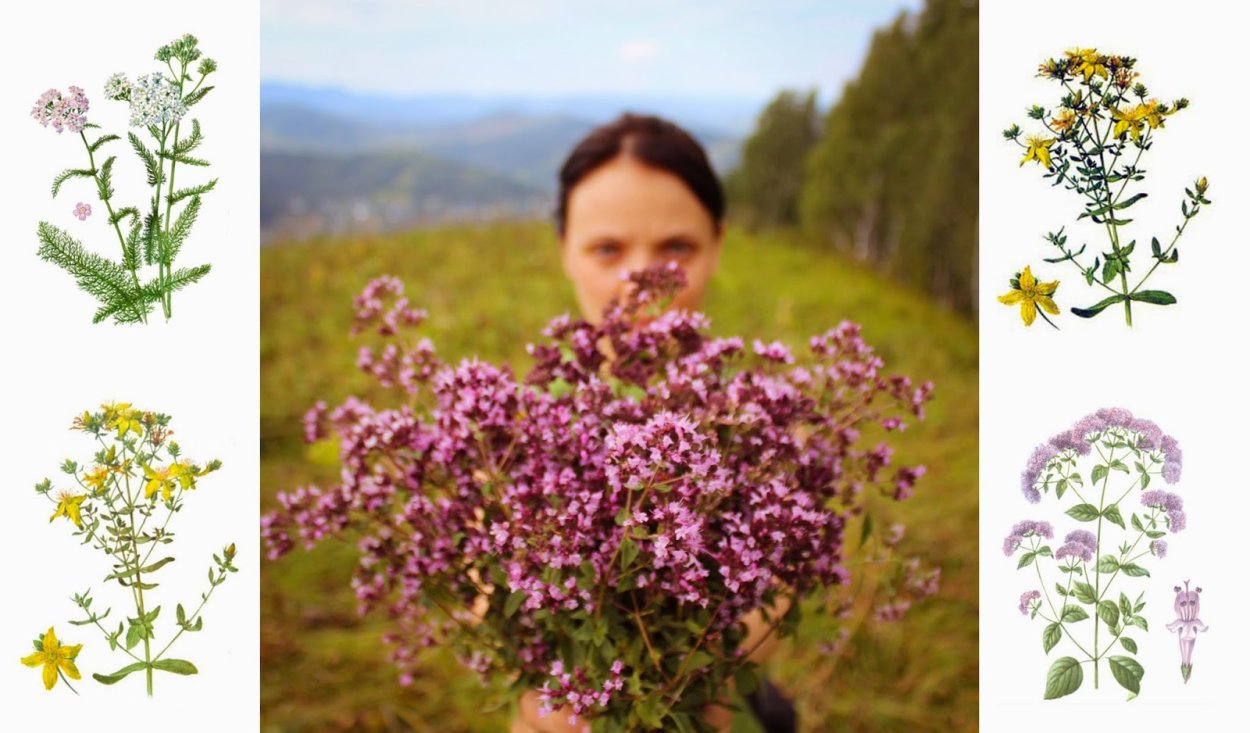 Душица поле