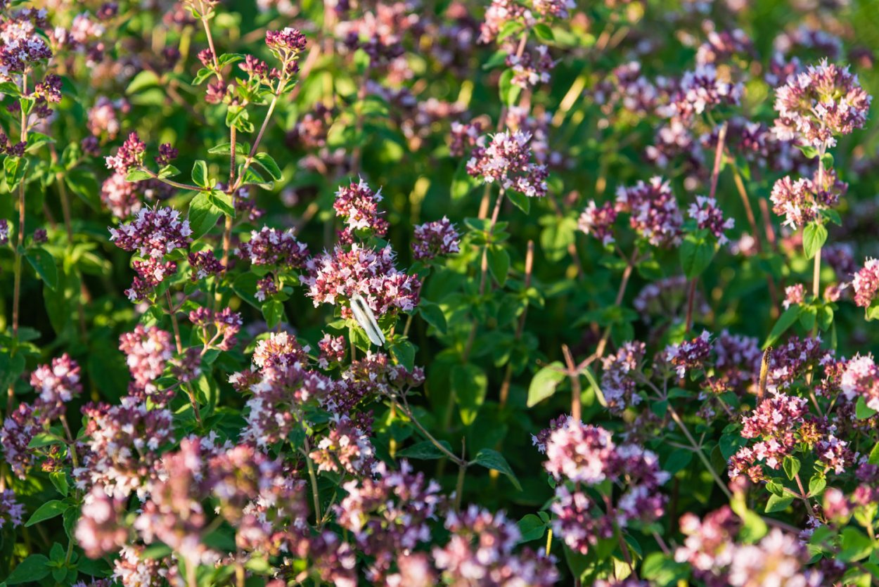 Душица обыкновенная медонос