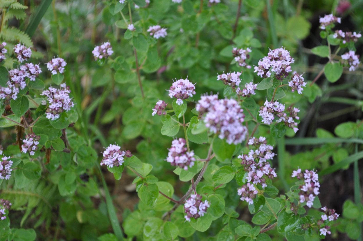 Богородская трава чабрец магические свойства