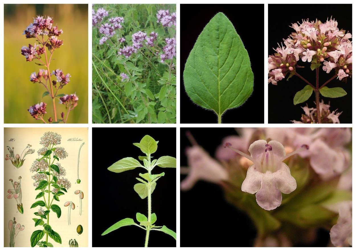 Чабрец в Хакасии