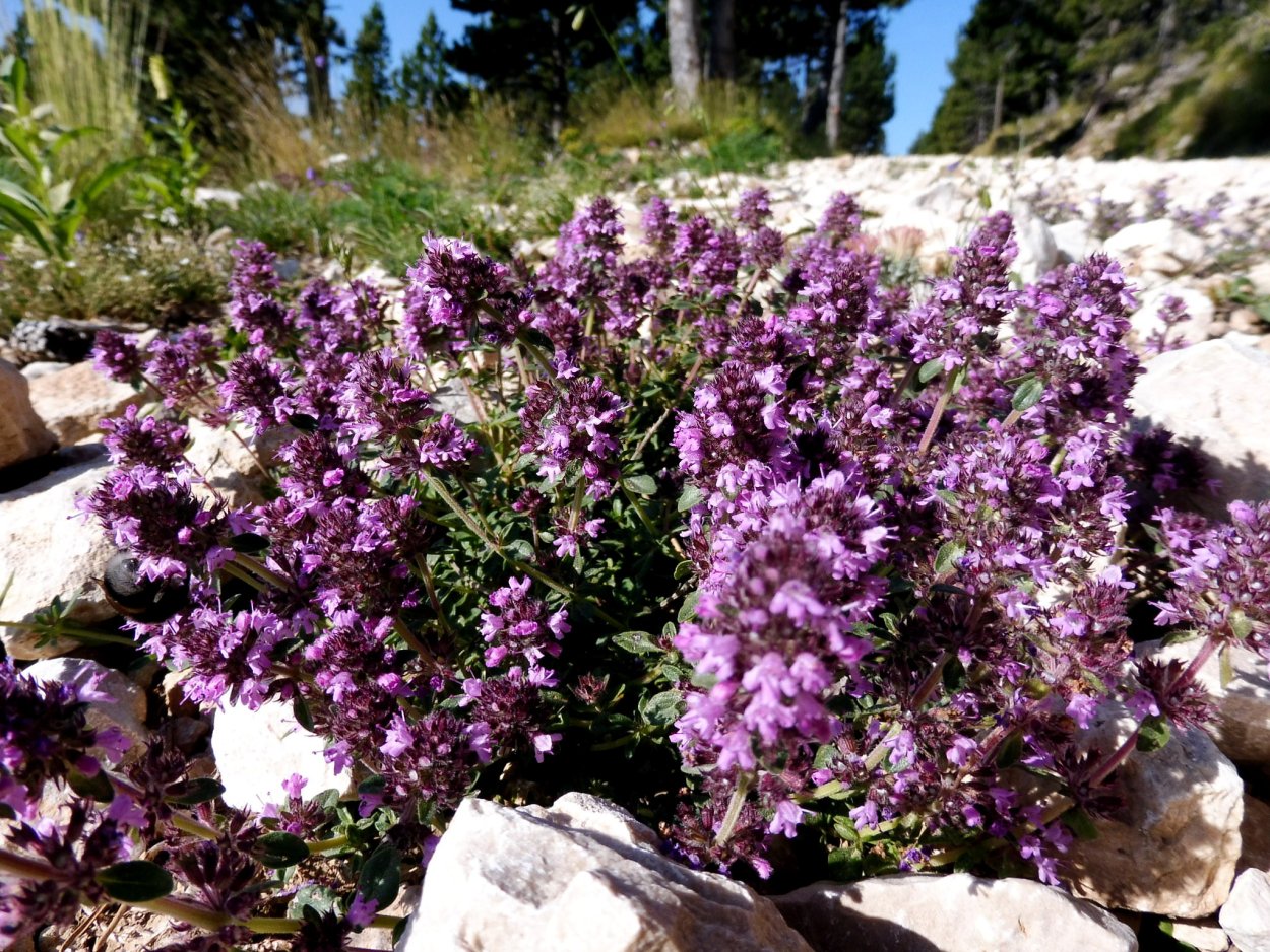 Душица Дьябло