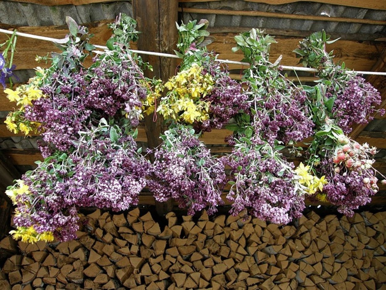 Душица трава