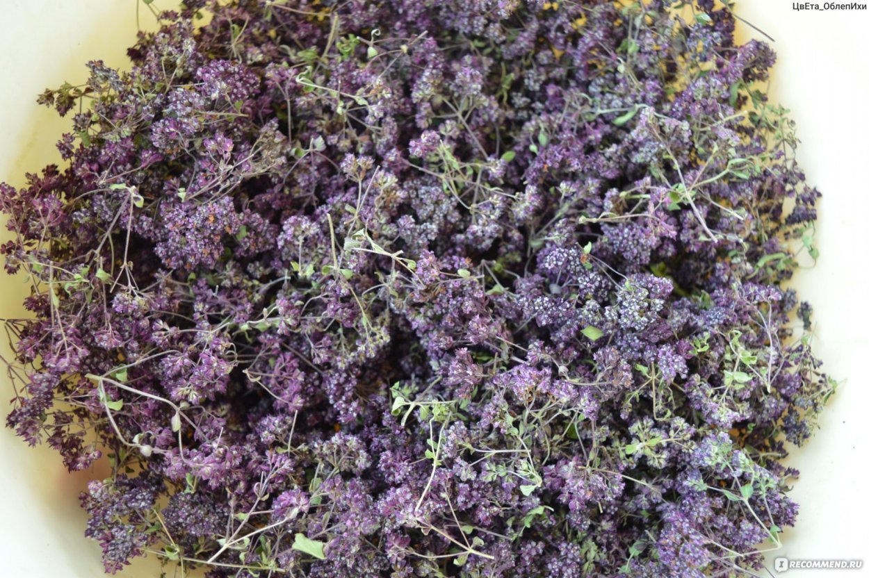 Душица обыкновенная Диаболо