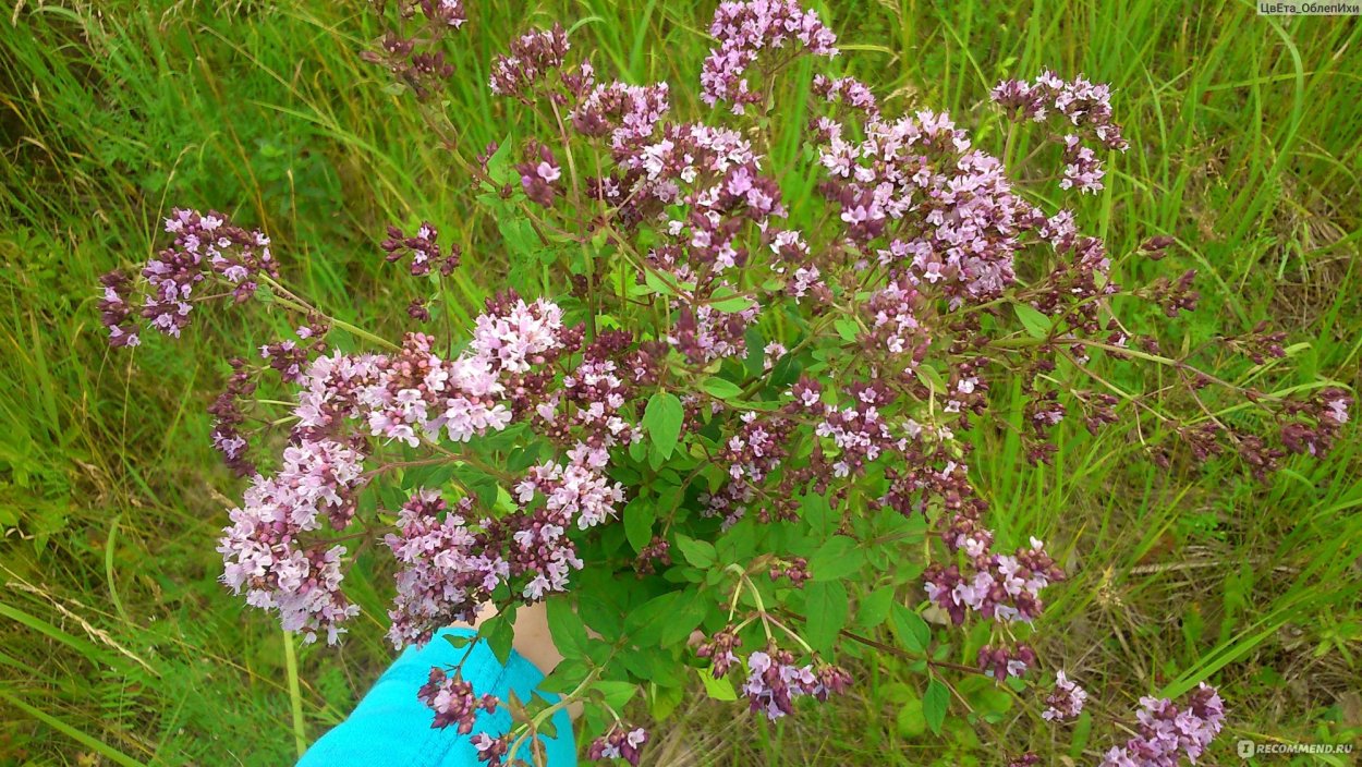 Зверобой душица чабрец