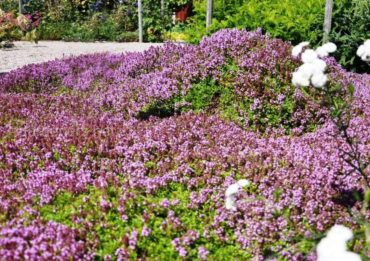 Тимьян и мята