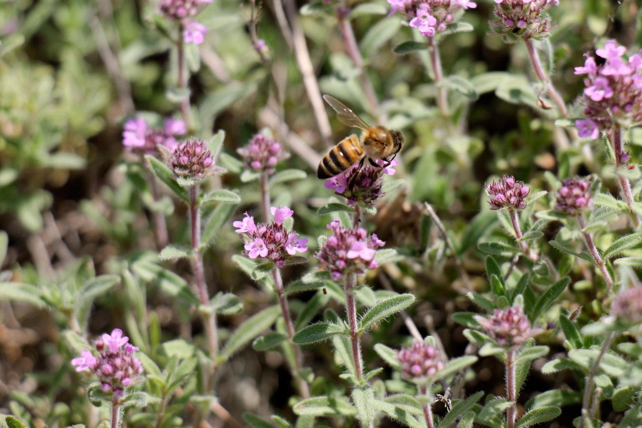 Тимьян (чабрец)