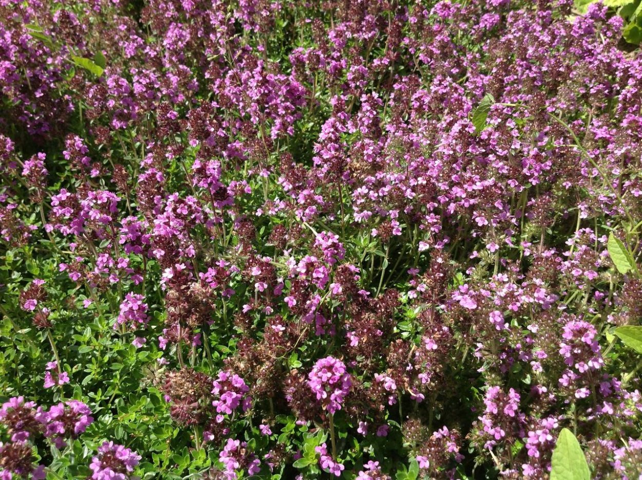 Чай Konigin Herbarium с чабрецом