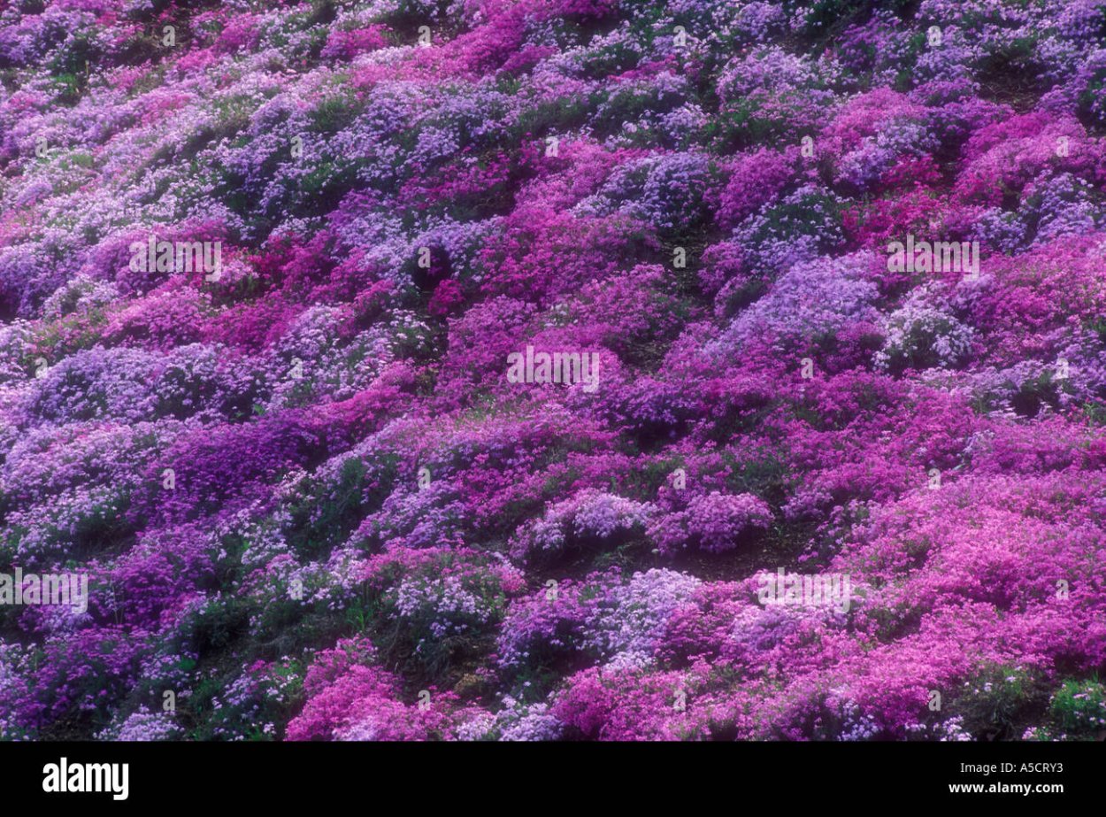 Агрессивные почвопокровные